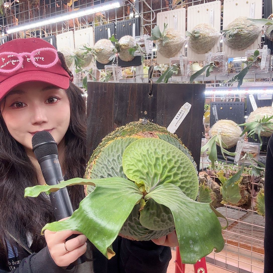 无花朵非猴鹿角蕨