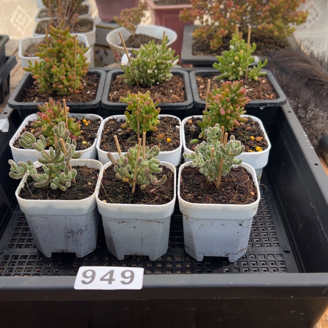 枝干番杏多肉植物949