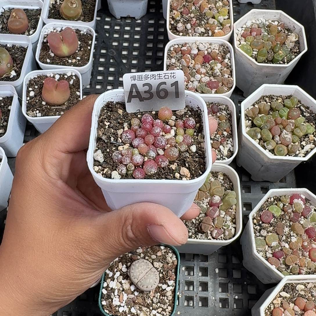 361多肉植物多肉植物