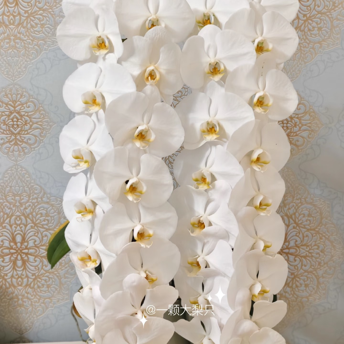 【大白V3】3.5寸出剑苗精品成熟苗 根系不错