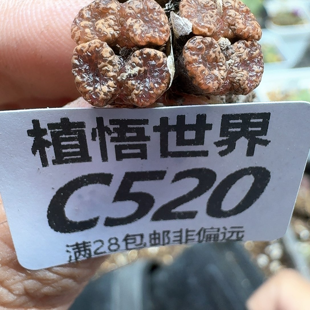 多肉植物的润泽fhb