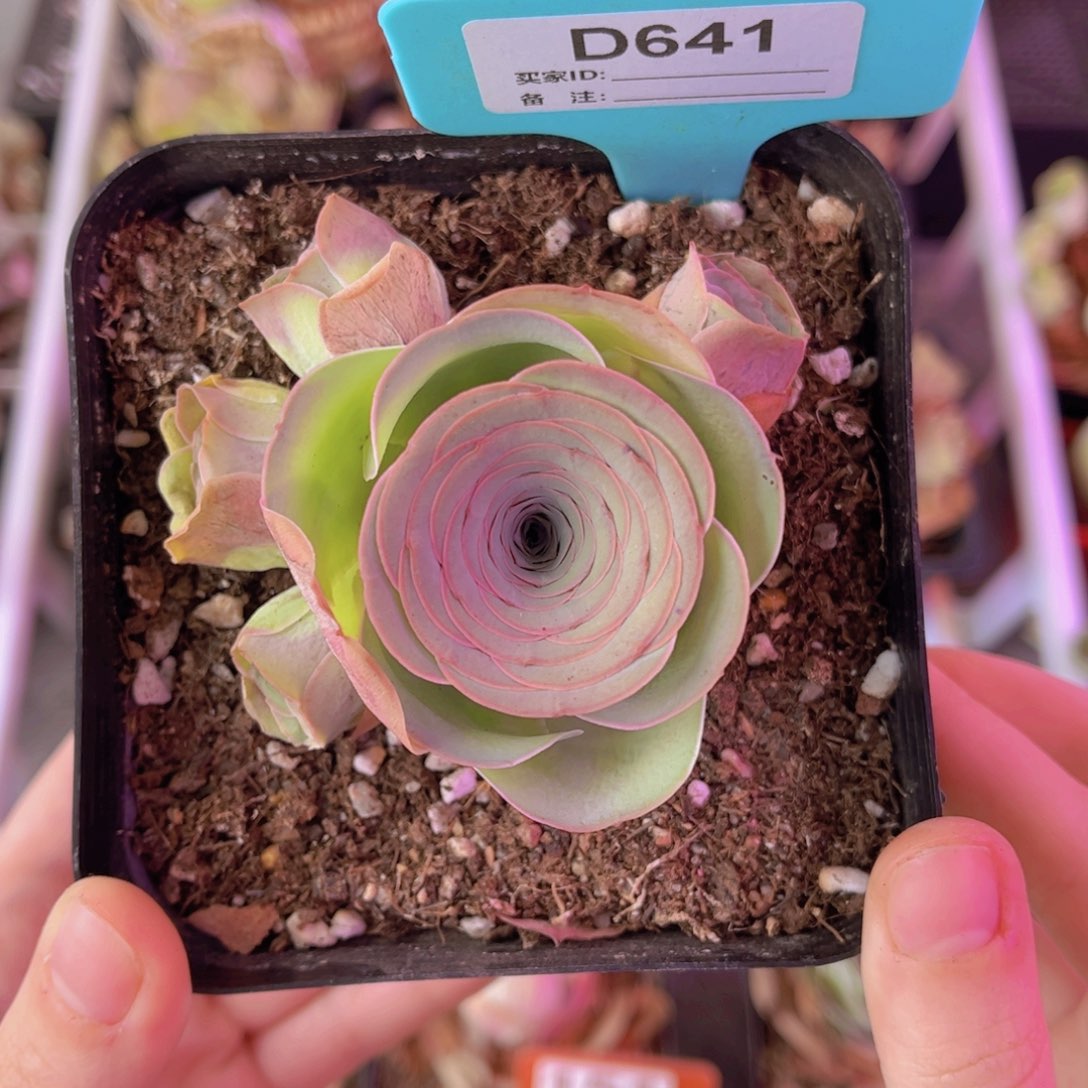 单品一物一拍641号