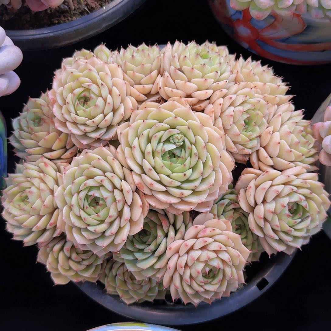 苯巴蒂斯多肉一物一拍