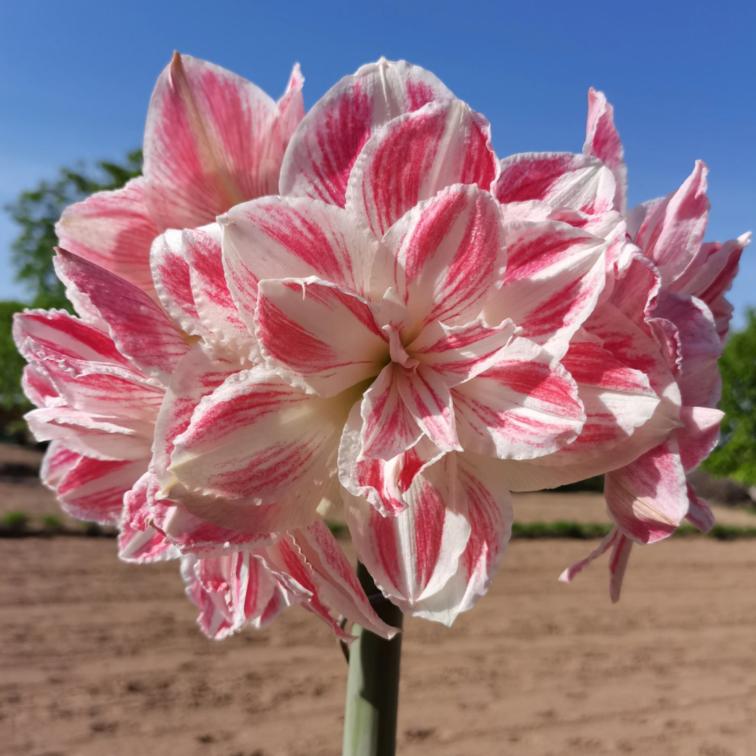 惊奇铃声进口朱顶红