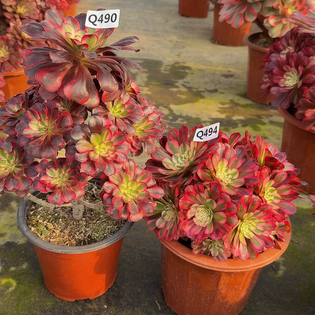 490.494丽娜红铜白丛林44冠服18.20左右