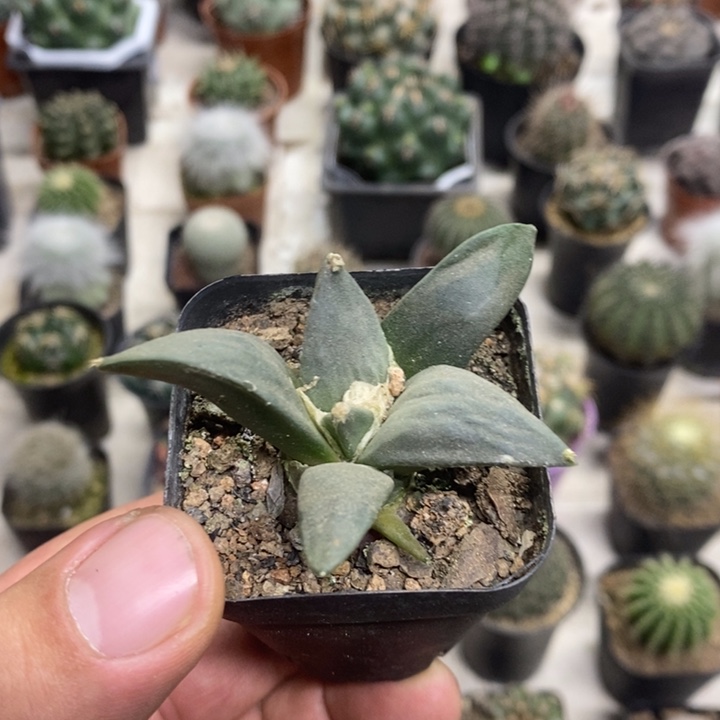 坯***嗔实生岩牡丹特价福利