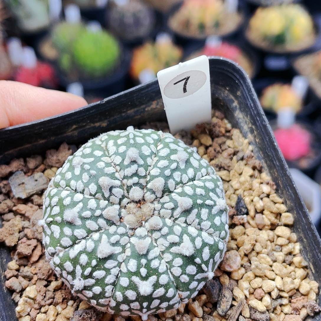 非偏远地区满25包邮发货仙人球