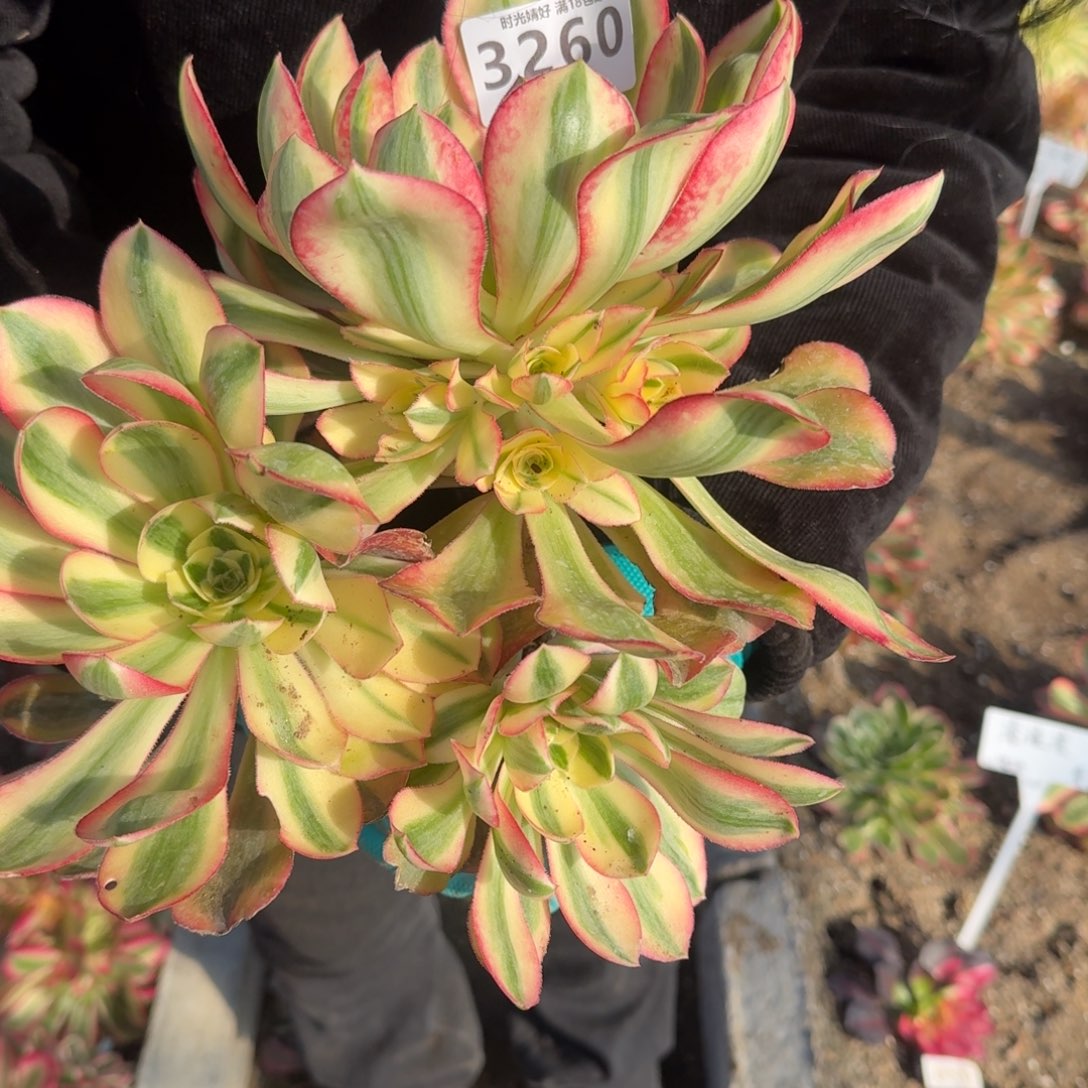 3260爱丽丝多肉植物