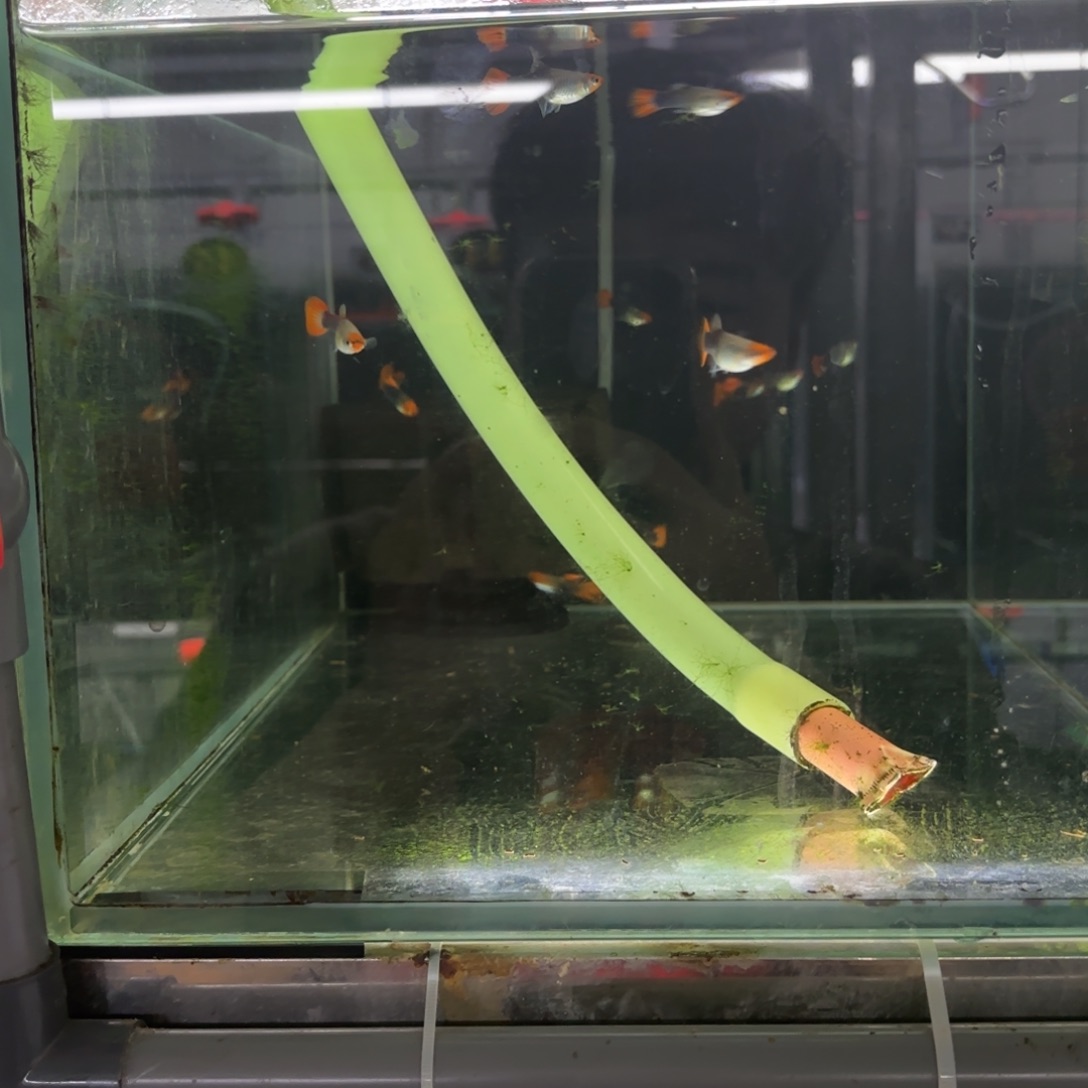 孔雀鱼19号缸 包缸