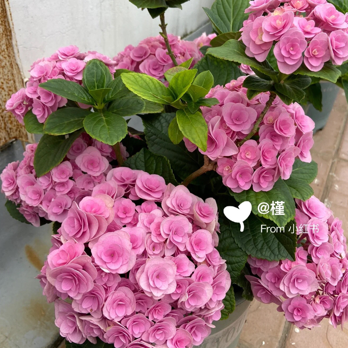 妖精之吻绣球花原盆原土带花苞发货四季可养耐高温耐寒