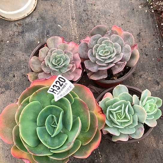 婉***y一组四颗320 全场亏本处理退款拉黑7/8天发货