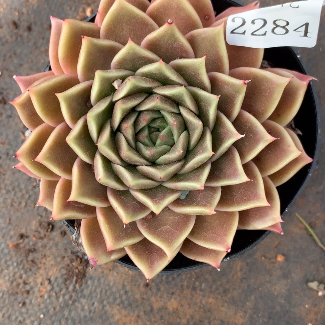 2284杂交精品基地10厘米