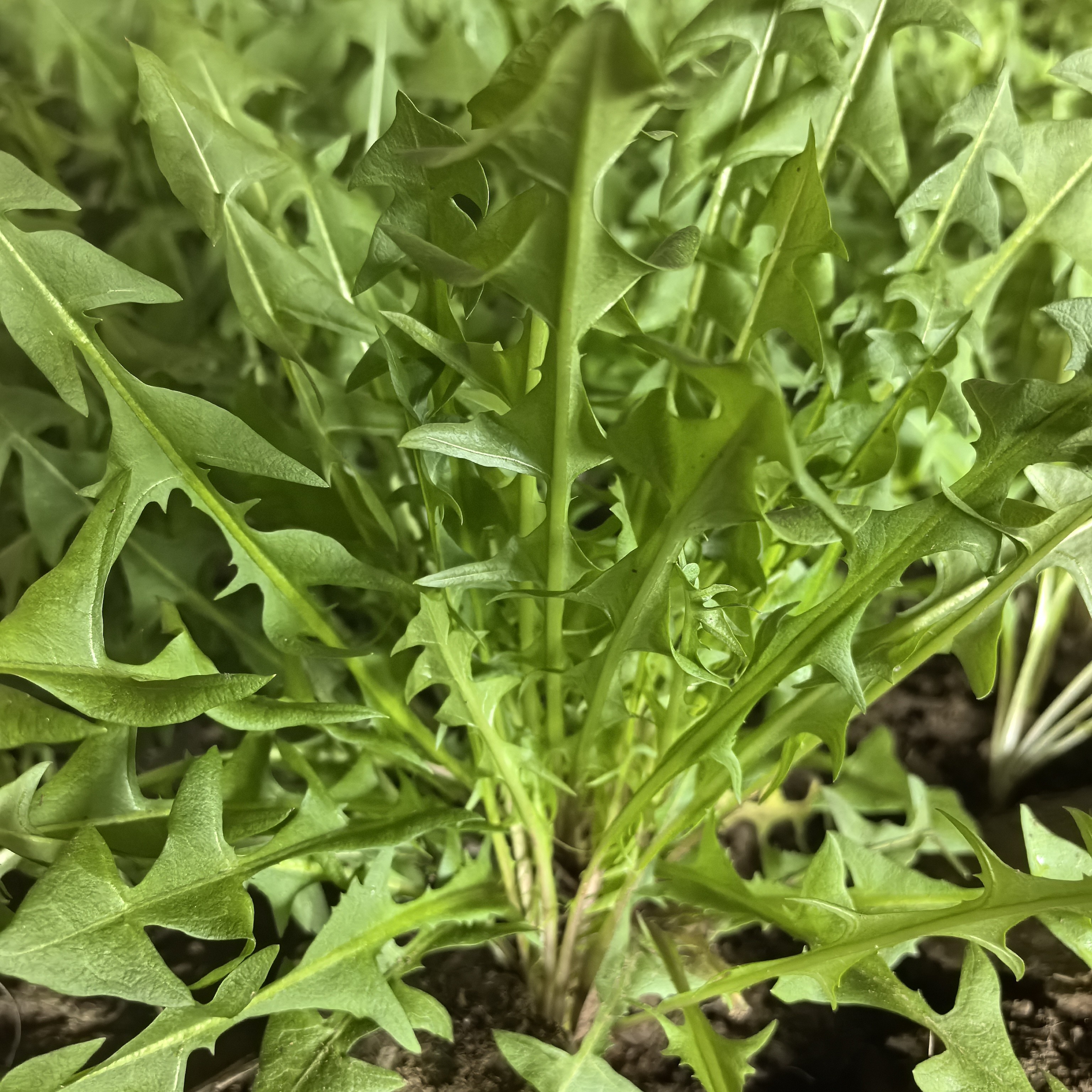 誉宏新鲜现摘东北蒲公英婆婆丁山野菜蘸酱菜顺丰包邮