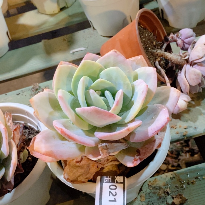 【闪购商品】白凤杂雪莲02118