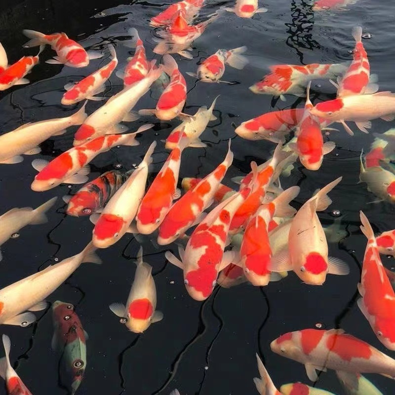 【直播专属】今年新鱼锦鲤观赏鱼渔场包邮