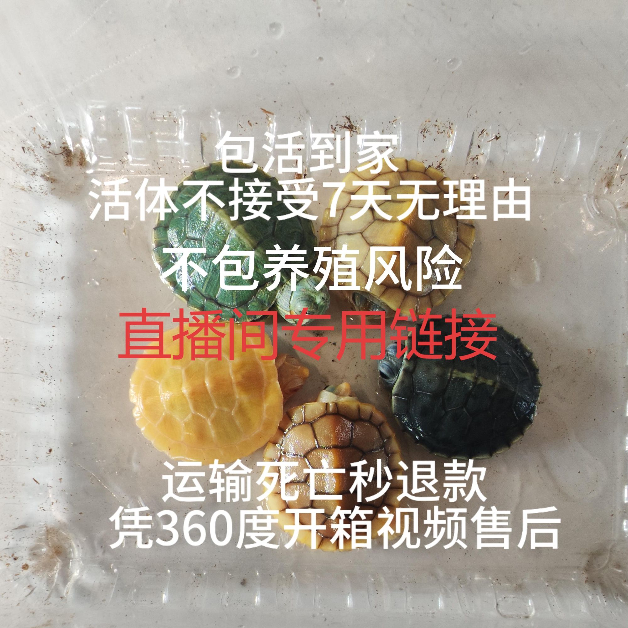 【直播间专用】福利龟龟
