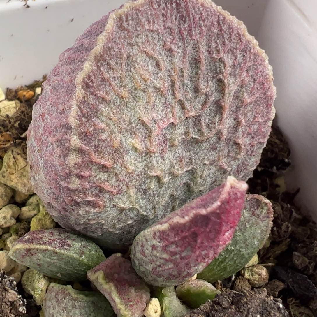 哈默猪肝水泡多肉植物水泡