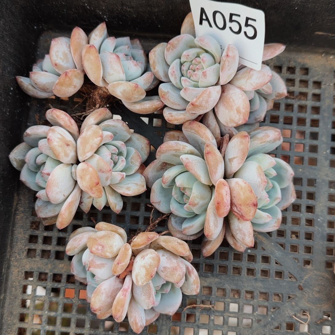 石榴籽双头五颗一组A055号