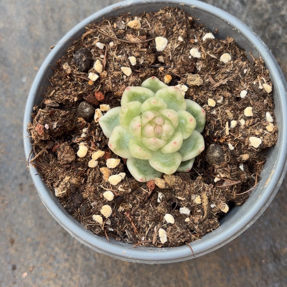 相***生阿斯娜锦多肉植物