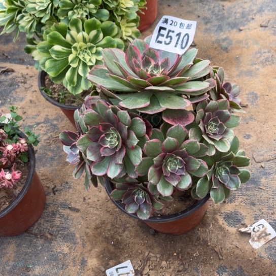 510粉花妖不包断枝