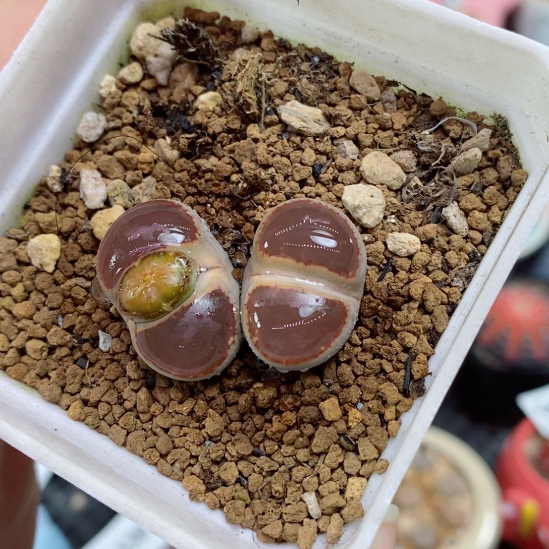 生石花花花花花339号