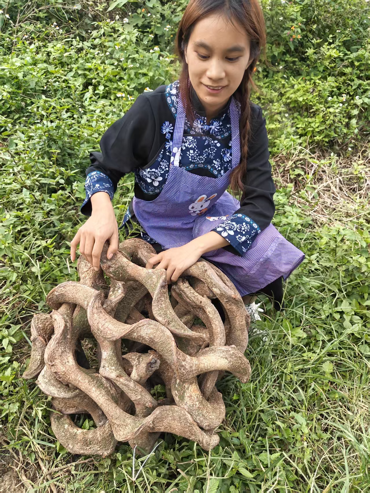 云南深山过江龙 