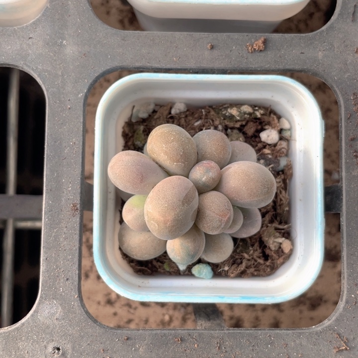 糖果双头量拍随机发