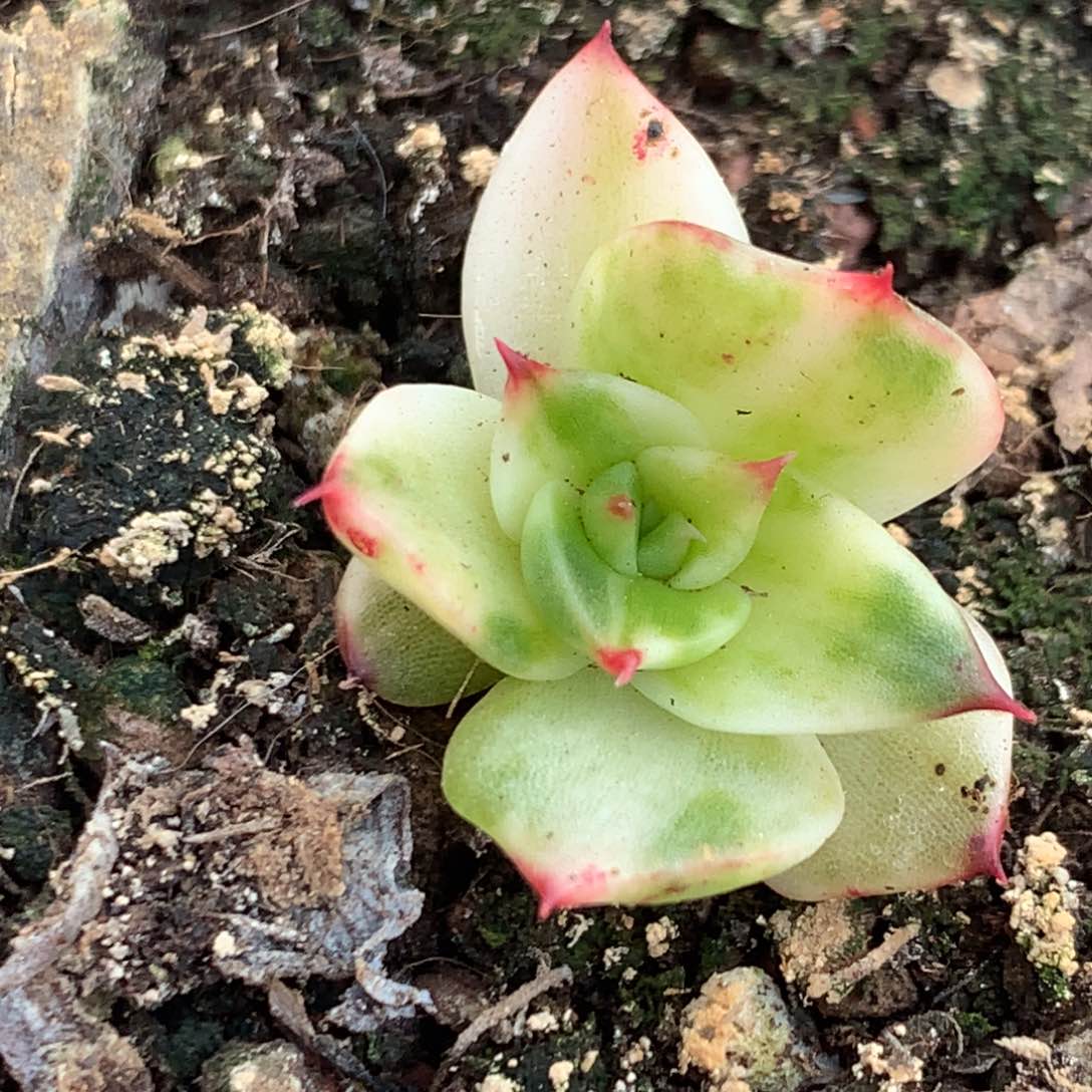 斯特拉锦锦锦锦锦集