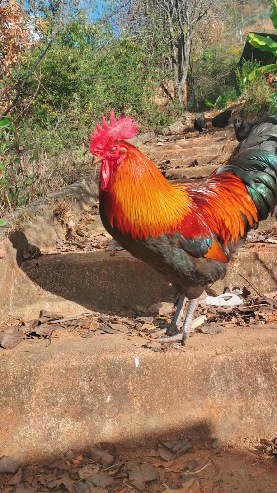 农家散养溜达鸡粮食鸡