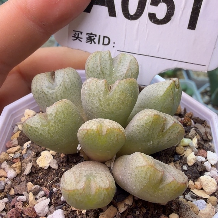 051。满38包邮肉锥