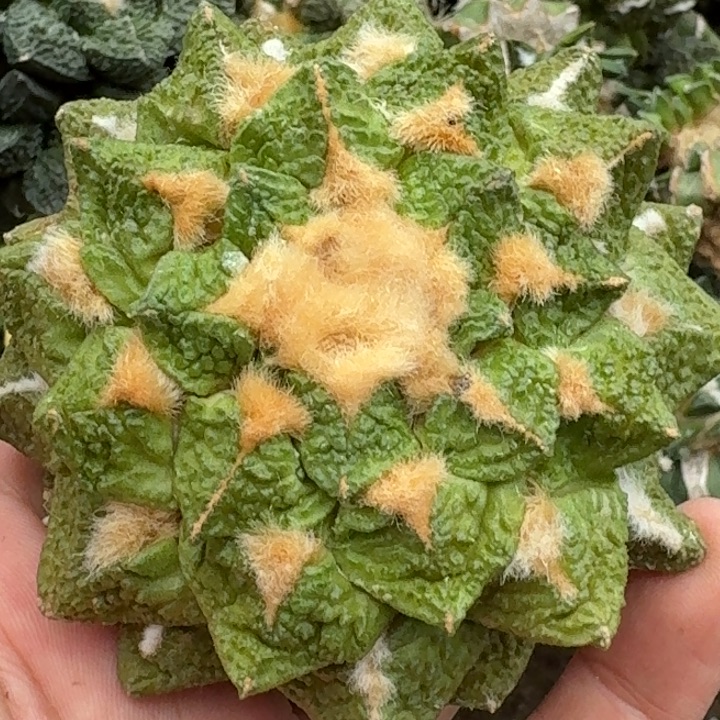 无花朵落地黑龟279