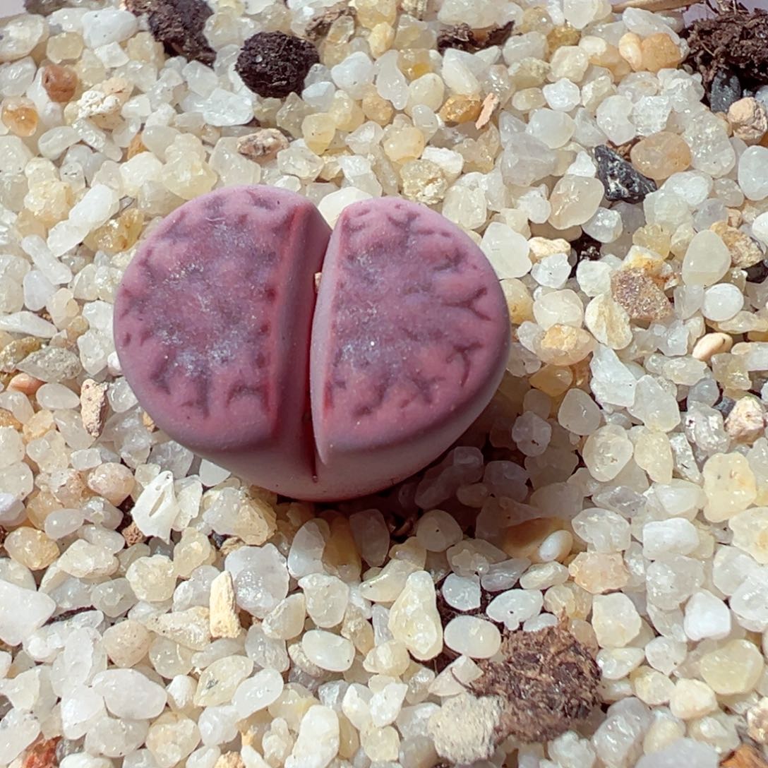 1205-774多肉多日阿克玫瑰