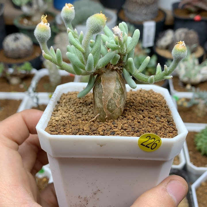 淡青霜母本带盆多肉