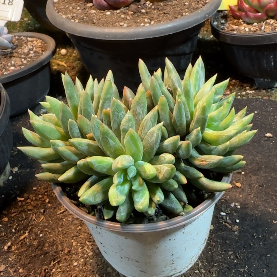 炫彩星一物一拍包装收缩花旱