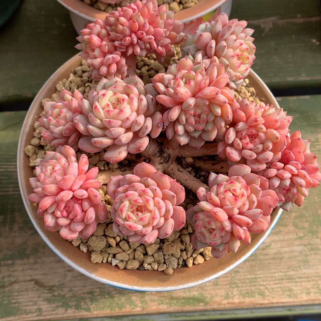 我们家的小仙女们