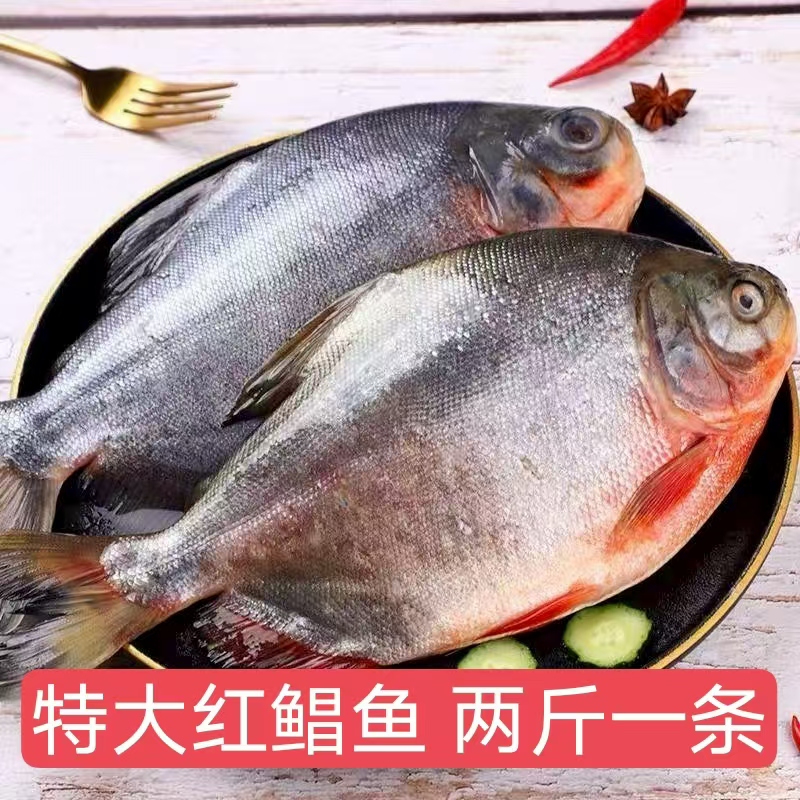 特大号新鲜红鲳鱼2斤/条×3大条红鲳鱼活冻锁鲜肉厚刺少肉质鲜美