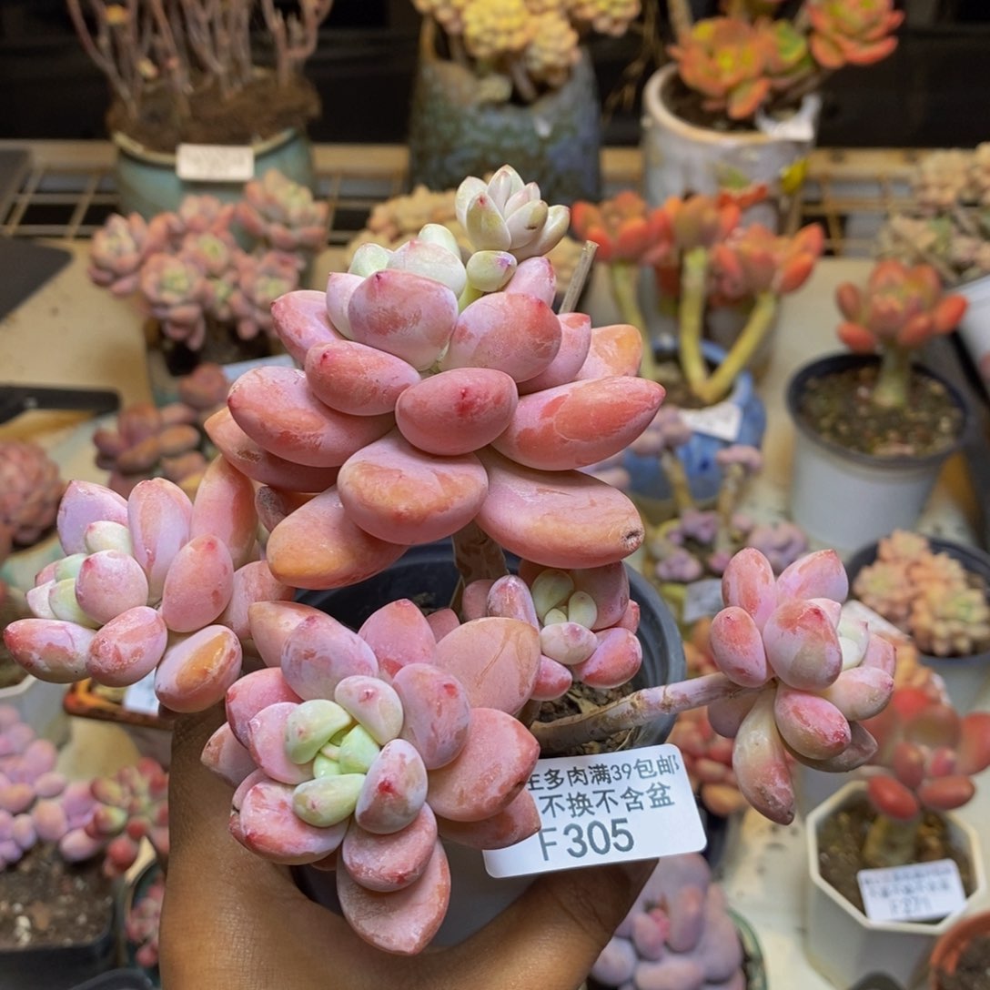 305樱花洛神多肉9c m