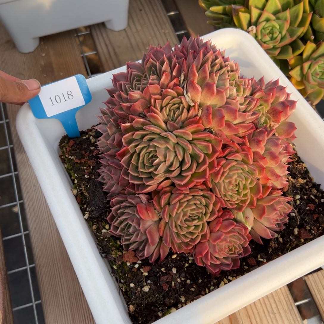 香*1018多热的饿饿饿饿饿