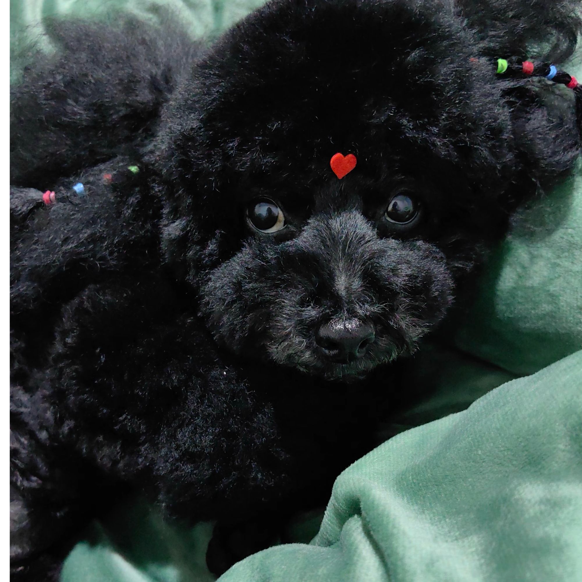 正宗泰迪活体幼犬
