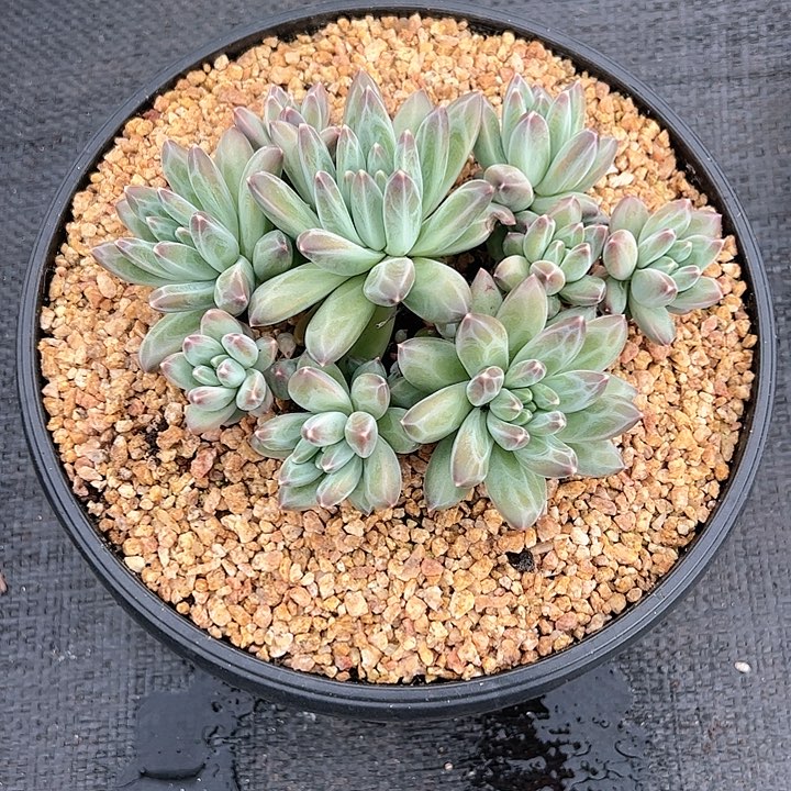 【闪购商品】青花瓷