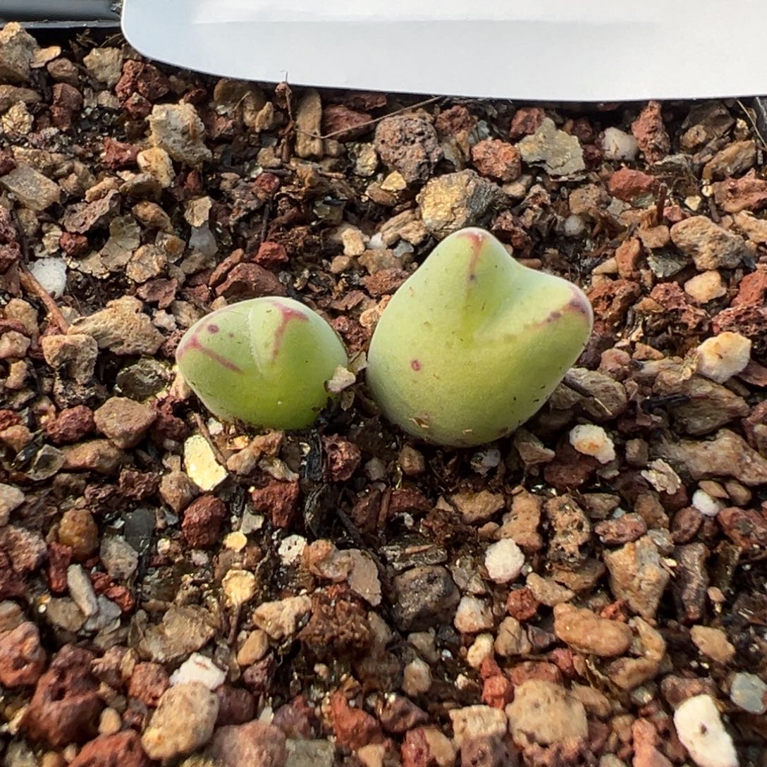 5-97肉锥多肉植物