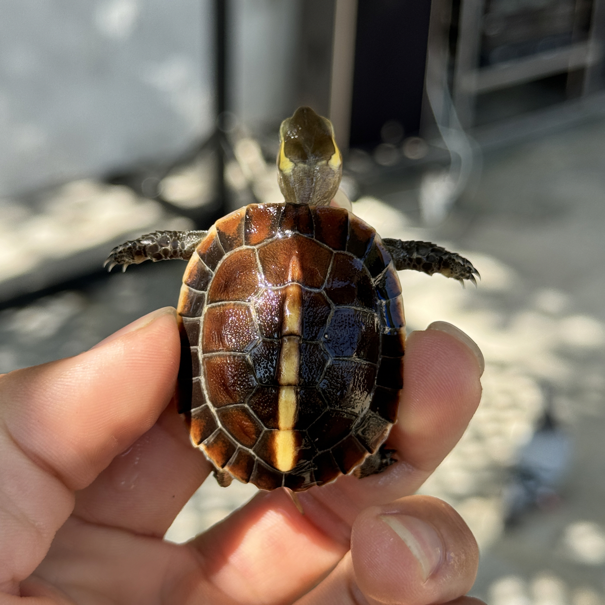 自选浙缘，球体高背，半水龟，国龟