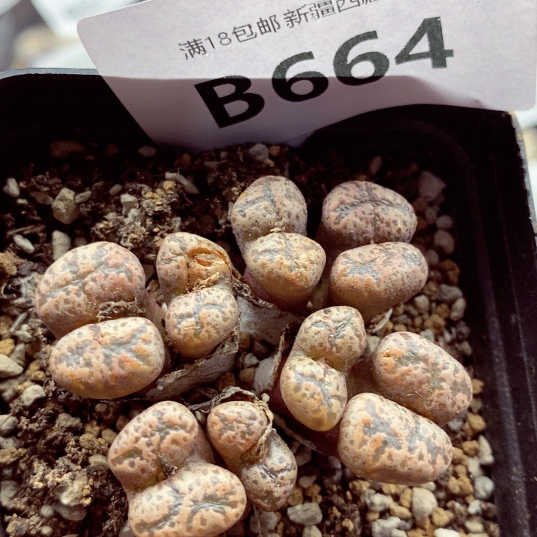 我的小姐姐们都是我664