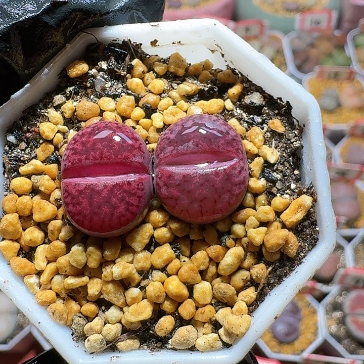 生石花2:：。紫折。 222号