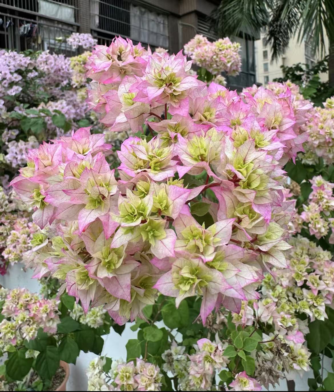 【19】1加仑三角室内室外阳台庭院种植好养易活爬藤耐旱盆栽单盆