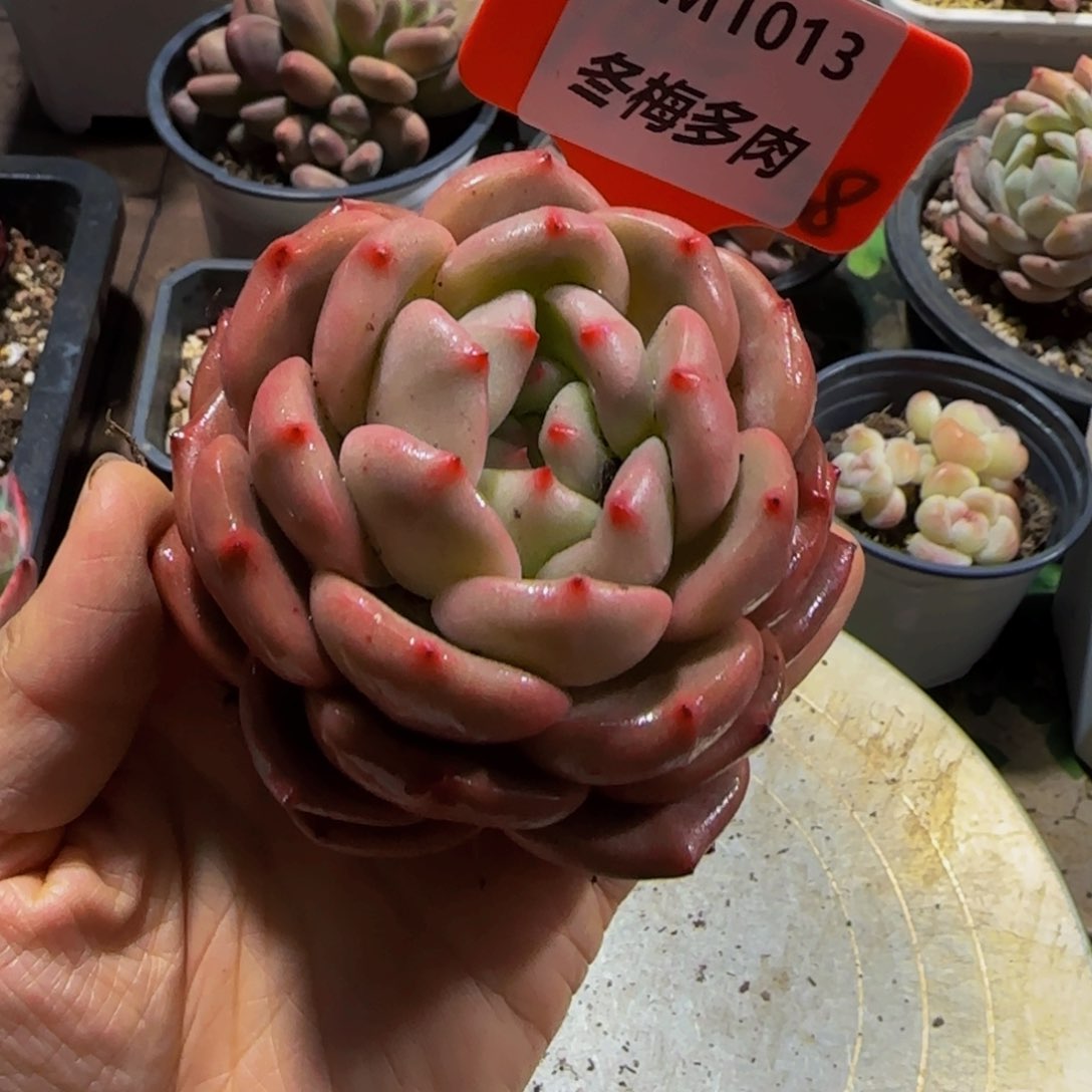 云南精品多肉1013