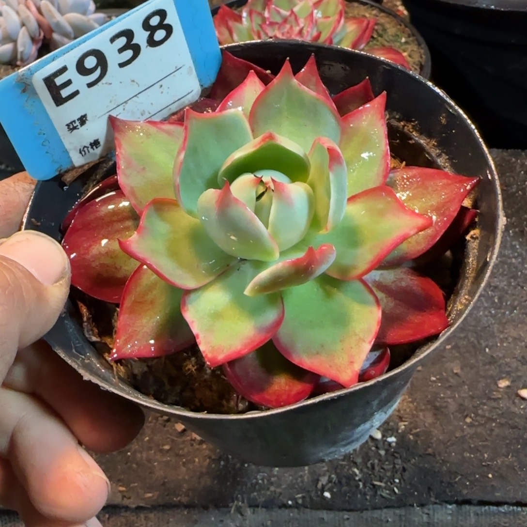 惊鸿一物一拍包装收缩花旱938