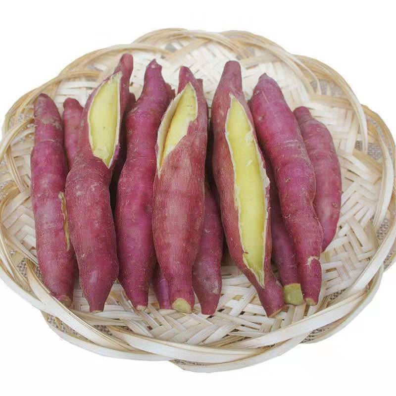 陕西临潼板栗红薯5/9斤 粉糯甘甜干面地瓜新鲜现挖沙地番薯地瓜