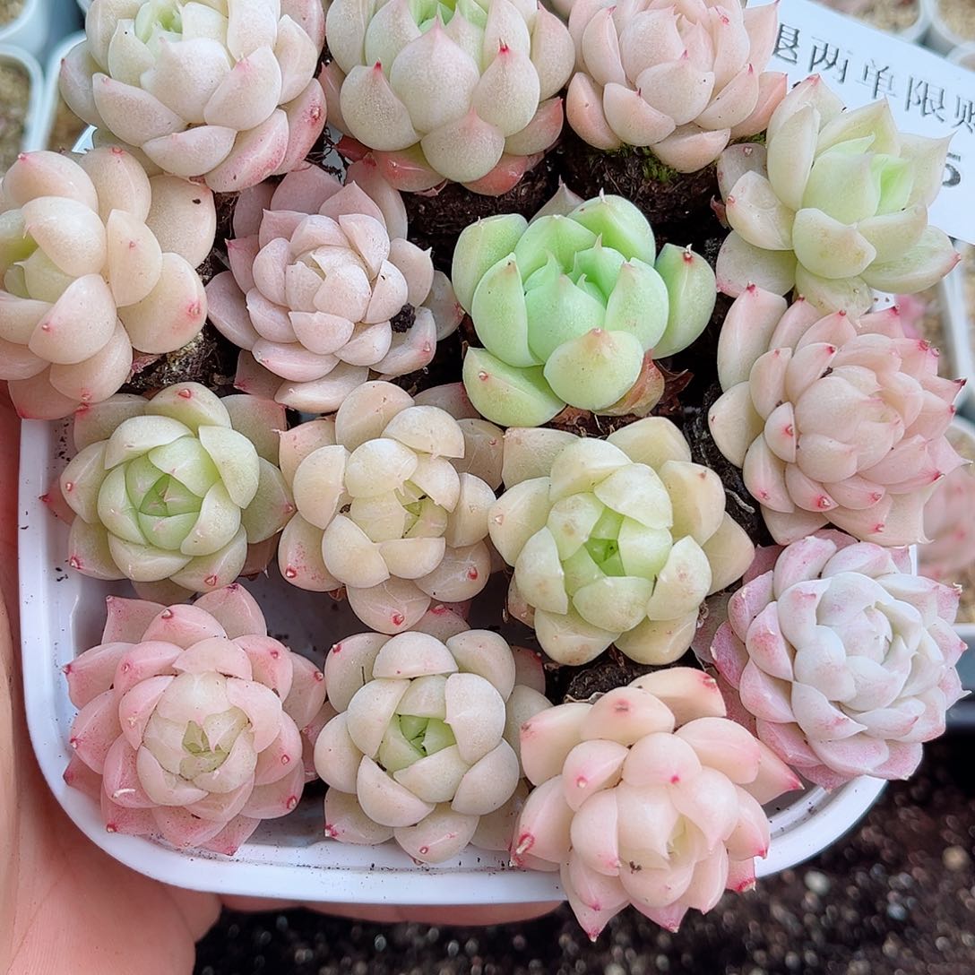 1-685 新疆西藏内蒙不发12.8包邮2-3公分多肉