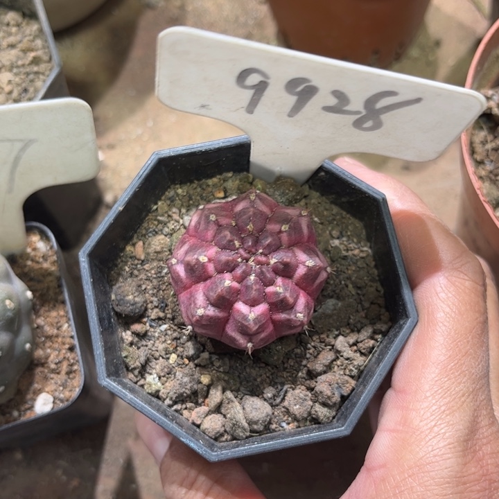 9928梦想好活皮实好养
